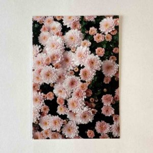 Postkarte – Chrysanthemen